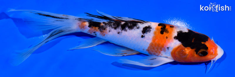 7.25" SANKE BUTTERFLY