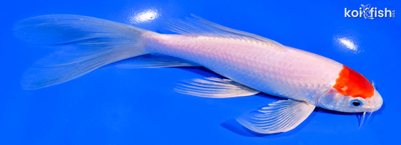 7.25" TANCHO KOHAKU BUTTERFLY