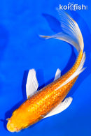 6.75" GINRIN ORENJI OGON BUTTERFLY