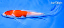 6" KOHAKU BUTTERFLY