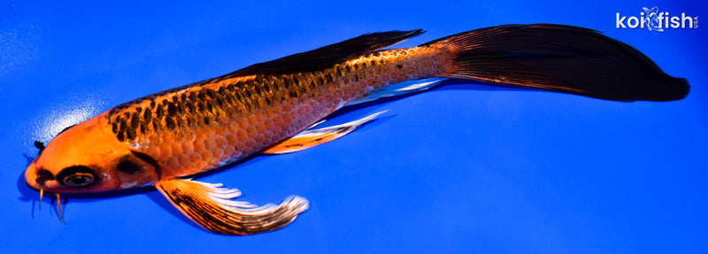 8" ORENJI MATSUBA BUTTERFLY