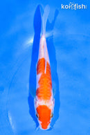 5.5" ARAGOKE KOHAKU