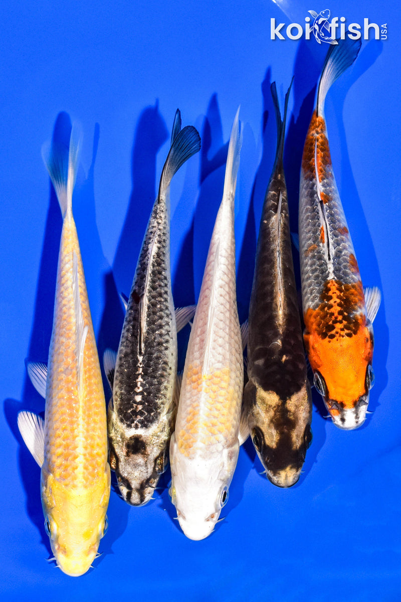 PACK OF (5) 4-5" STANDARD KOI