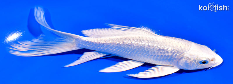 6.75" GINRIN PLATINUM OGON BUTTERFLY