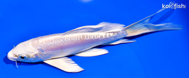 5.75" DOITSU PLATINUM OGON BUTTERFLY
