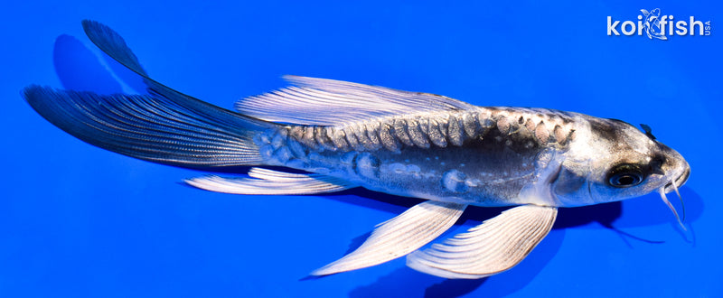 6" ARAGOKE KIKOKURYU BUTTERFLY
