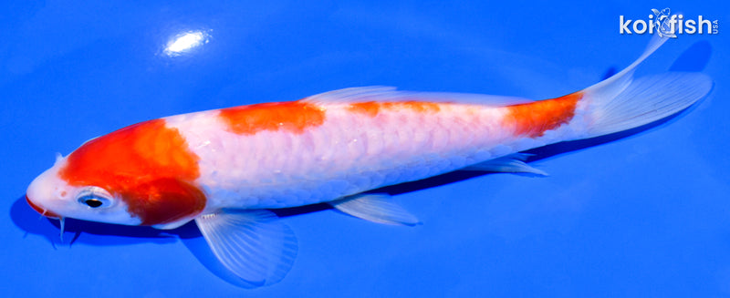 6.5" ARAGOKE KUCHIBENI KOHAKU
