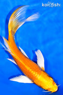 8" ORENJI OGON BUTTERFLY