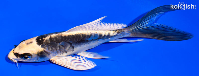 5.75" ARAGOKE KIN KIKOKURYU BUTTERFLY
