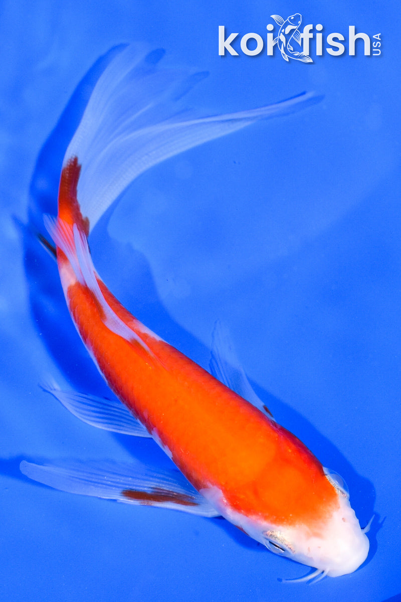 5.25" KOHAKU BUTTERFLY