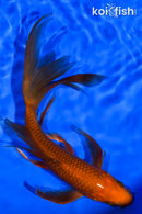 7.5" CHAGOI BUTTERFLY