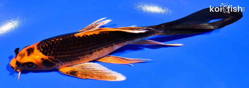 6" ORENJI MATSUBA BUTTERFLY