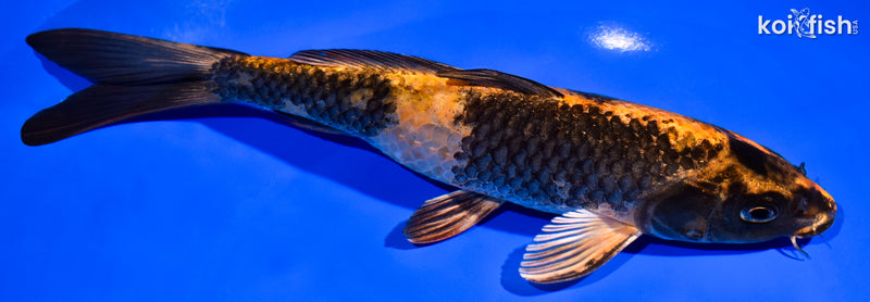 8.5" KIN HI UTSURI