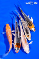 PACK OF (5) 3"- 4" STANDARD KOI