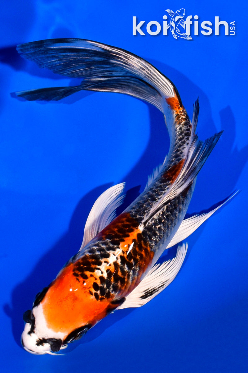 7.25" GINRIN KUJAKU BUTTERFLY