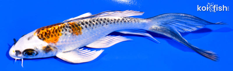 5.75" KUJAKU BUTTERFLY