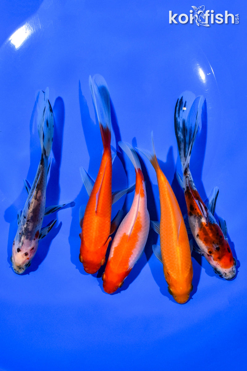 (5) 4-5" ASSORTED GOLDFISH