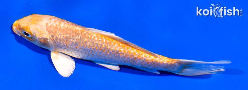 5.5" GINRIN YAMABUKI OGON