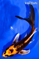 6.25" ORENJI MATSUBA BUTTERFLY