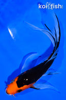 5.5" SANKE BUTTERFLY