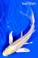 6" HARIWAKE BUTTERFLY