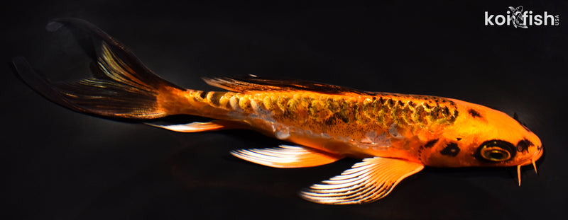 6.5" ARAGOKE BENI KIKOKURYU BUTTERFLY