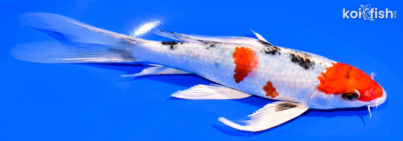 7.25" YAMATO NISHIKI BUTTERFLY