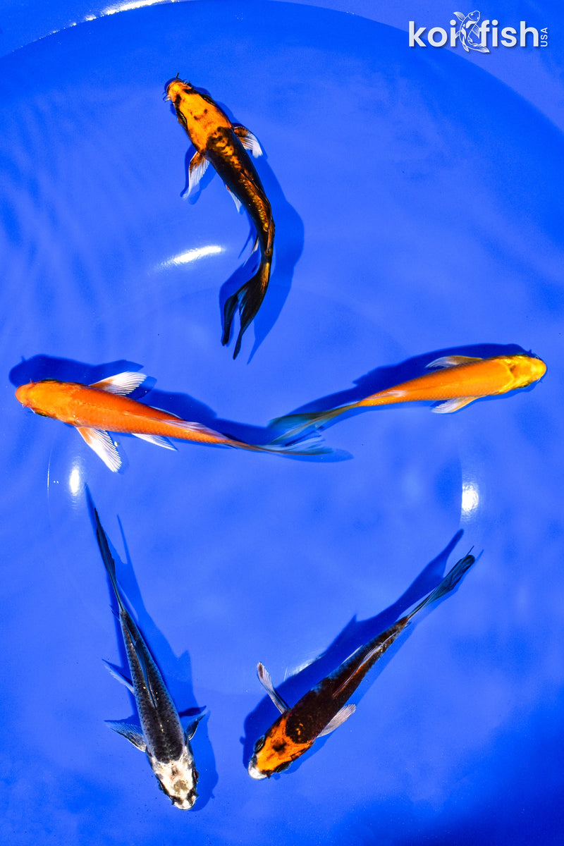 PACK OF (5) 4-5" BUTTERFLY KOI