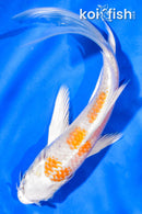 5.5" SANDAN HARIWAKE BUTTERFLY