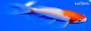 5.5" KOHAKU BUTTERFLY