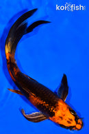 5.75" KIN HI UTSURI BUTTERFLY