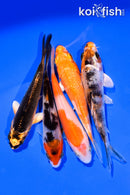 PACK OF (5) 3-4" MIXED STANDARD KOI