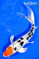 7.5" TANCHO YAMATO NISHIKI BUTTERFLY