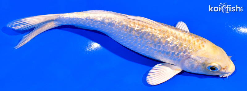 6.25" GINRIN YAMABUKI OGON