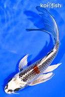 6.75" BENI GINGA BUTTERFLY