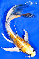 7.5" KIN KIKOKURYU BUTTERFLY