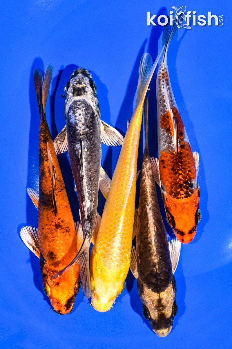 PACK OF (5) 4-5" STANDARD KOI