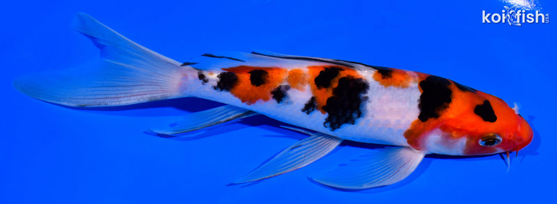 7.5" SANKE BUTTERFLY