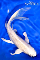 7.25" PLATINUM OGON BUTTERFLY