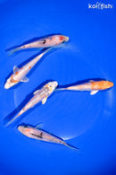 PACK OF (5) 4-4.5" STANDARD KOI