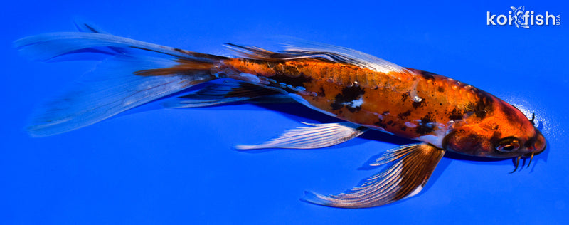 7.25" ARAGOKE KIN HI UTSURI BUTTERFLY