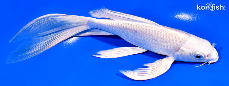 7.75" PLATINUM OGON BUTTERFLY