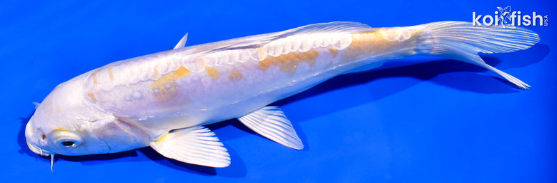 7.25" DOITSU LEMON HARIWAKE