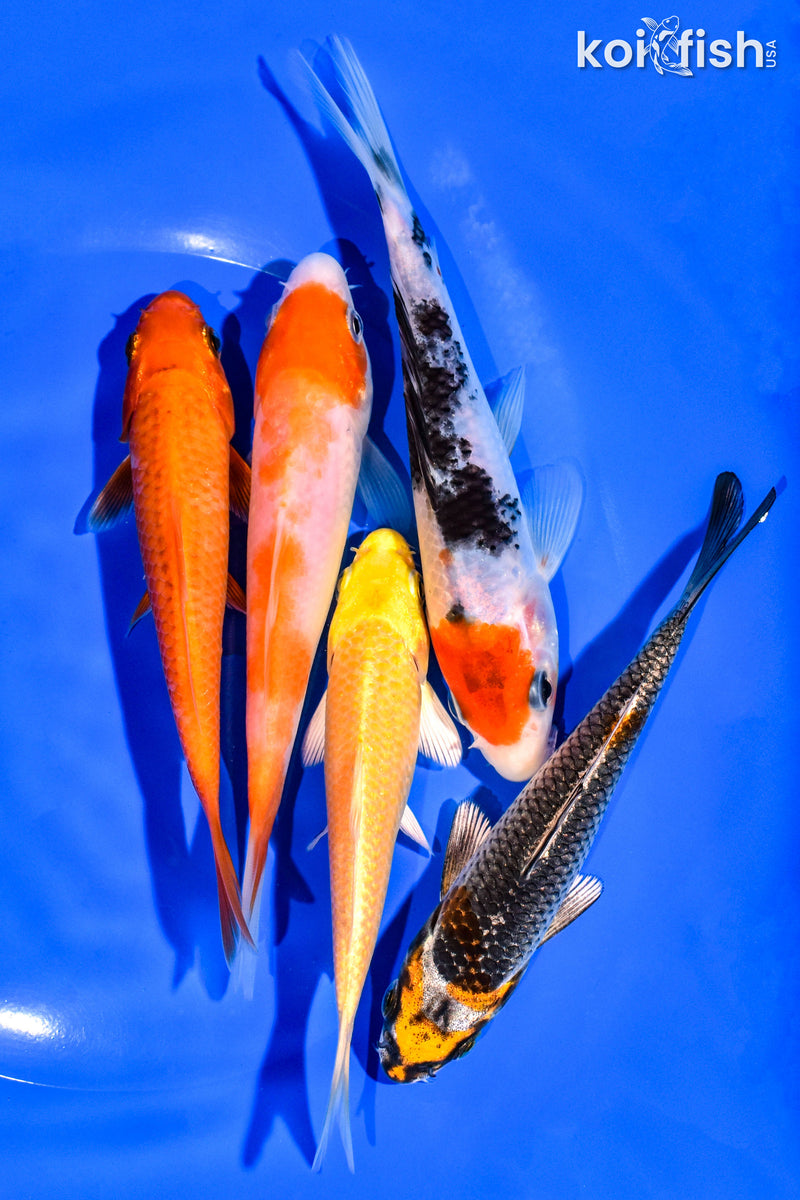 PACK OF (5) 4-5" STANDARD KOI