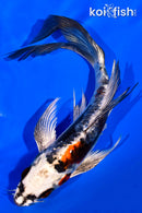 7.5" BENI KIKOKURYU BUTTERFLY