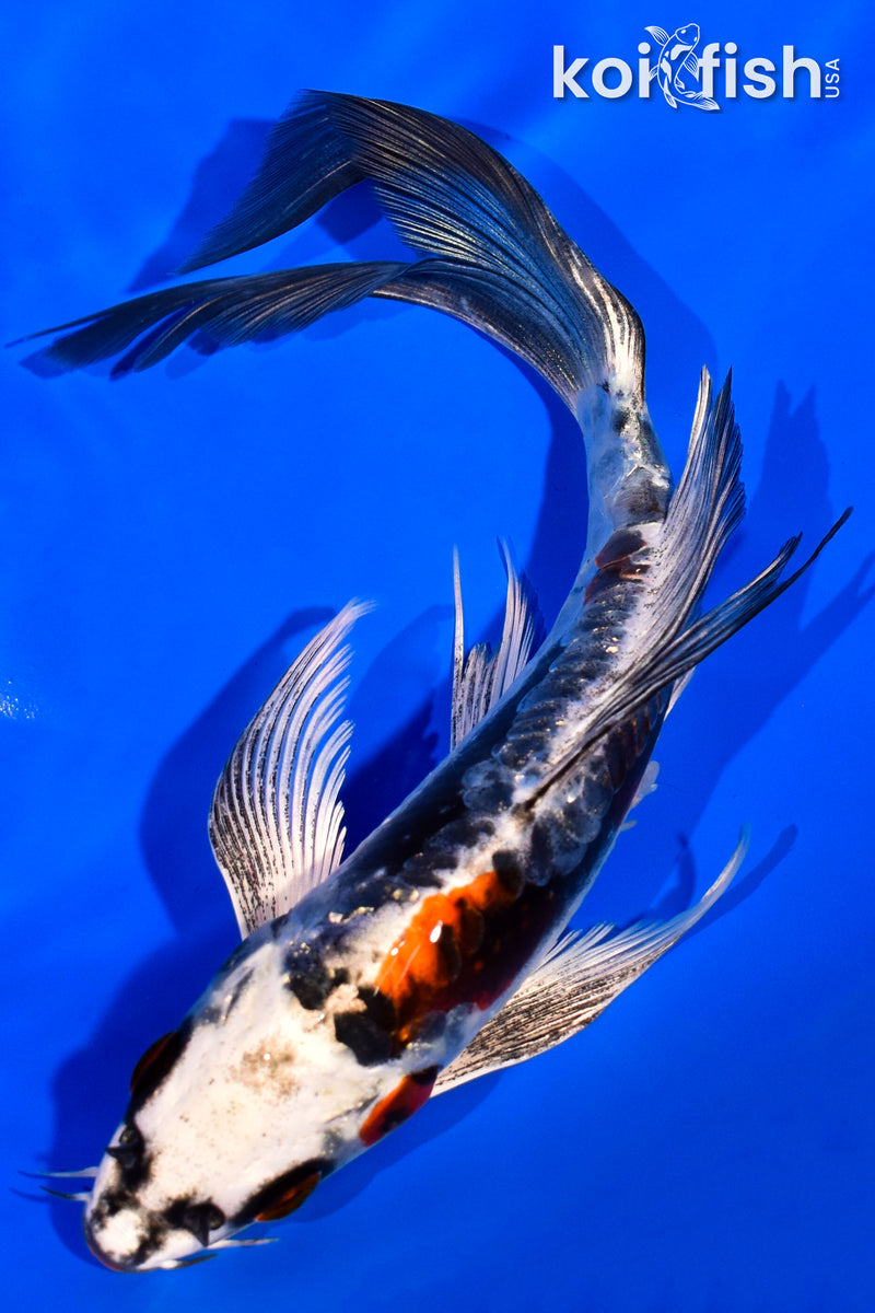 7.5" BENI KIKOKURYU BUTTERFLY