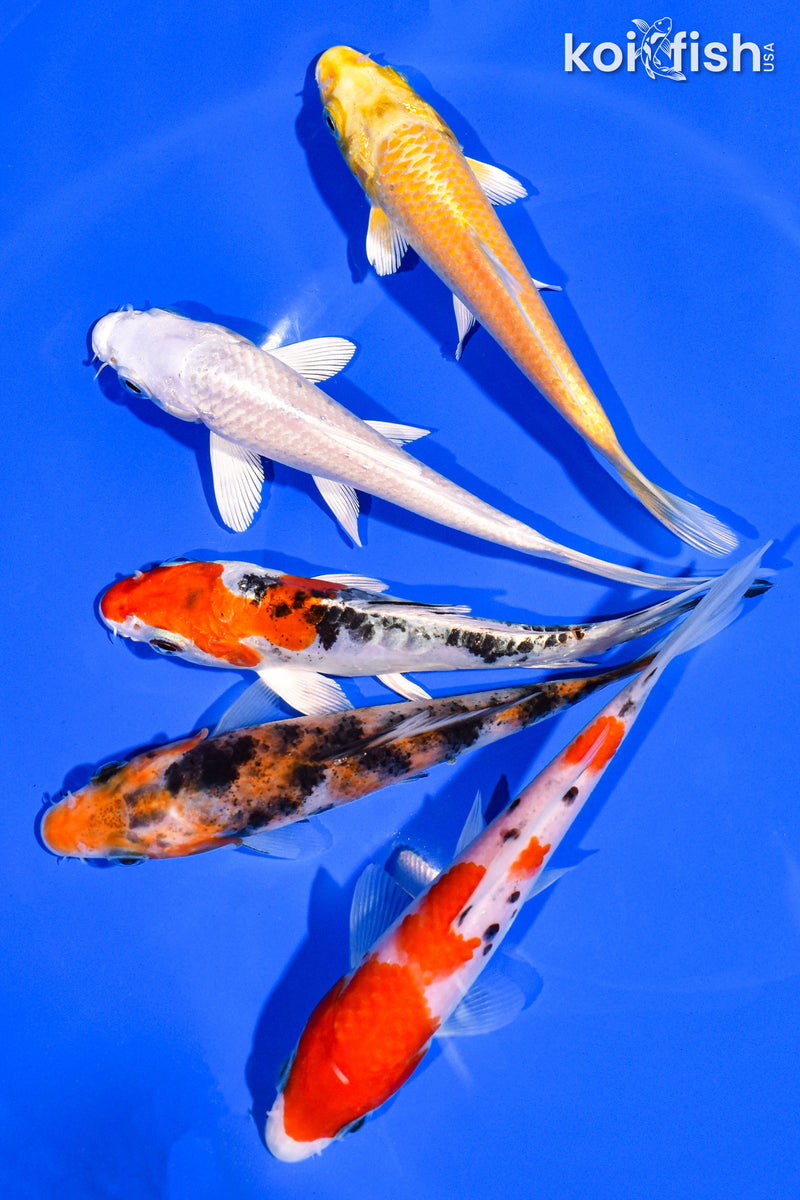 PACK OF (5) 4-5" STANDARD KOI