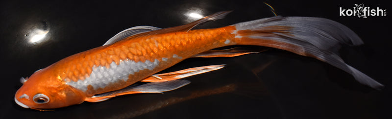 8" OCHIBA SHIGURE BUTTERFLY