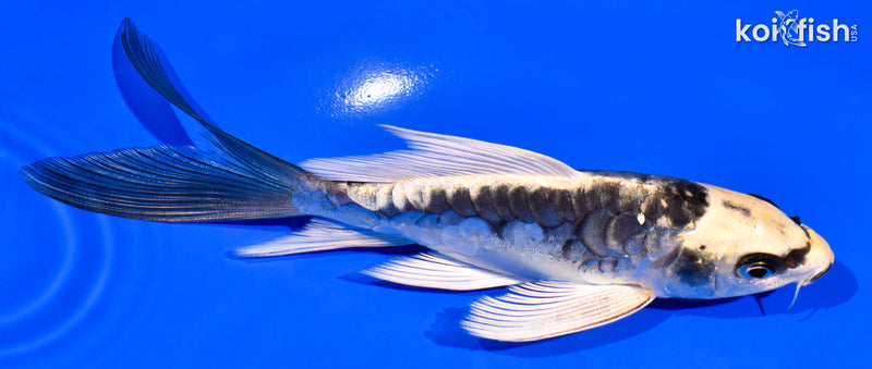 5.75" ARAGOKE KIN KIKOKURYU BUTTERFLY