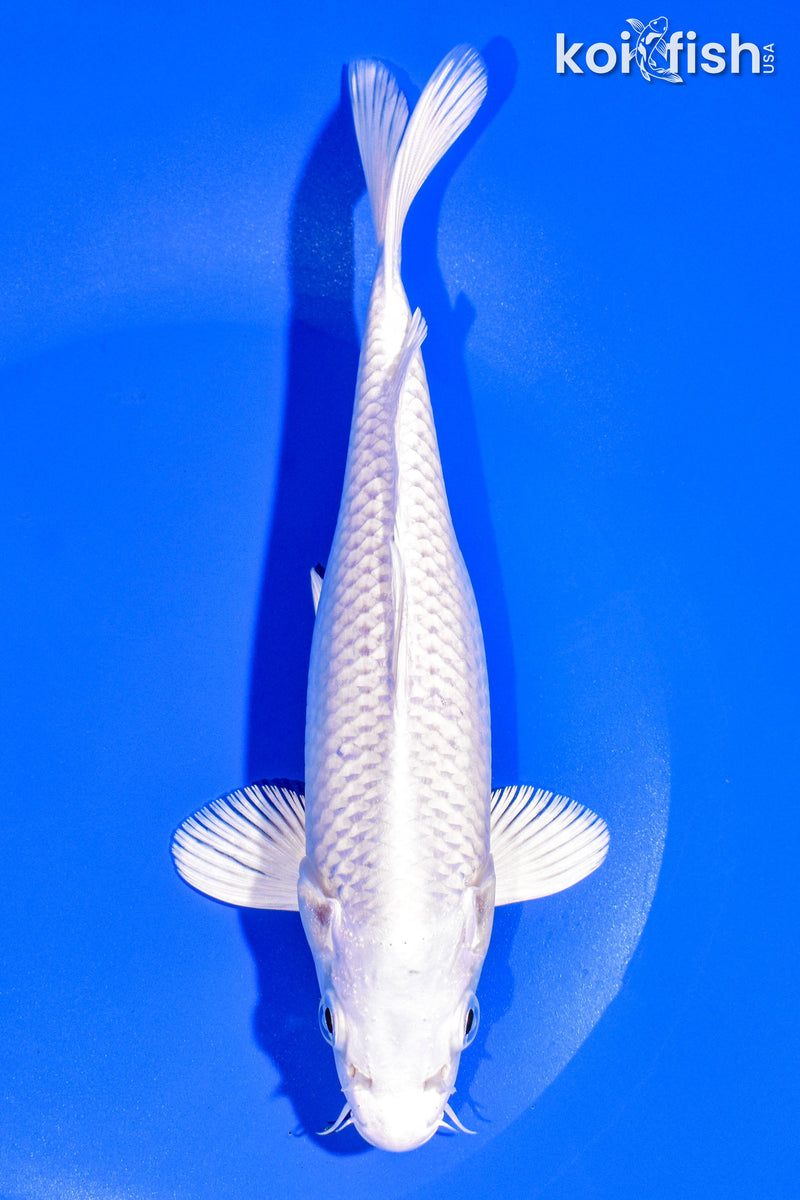 7.75" PLATINUM OGON